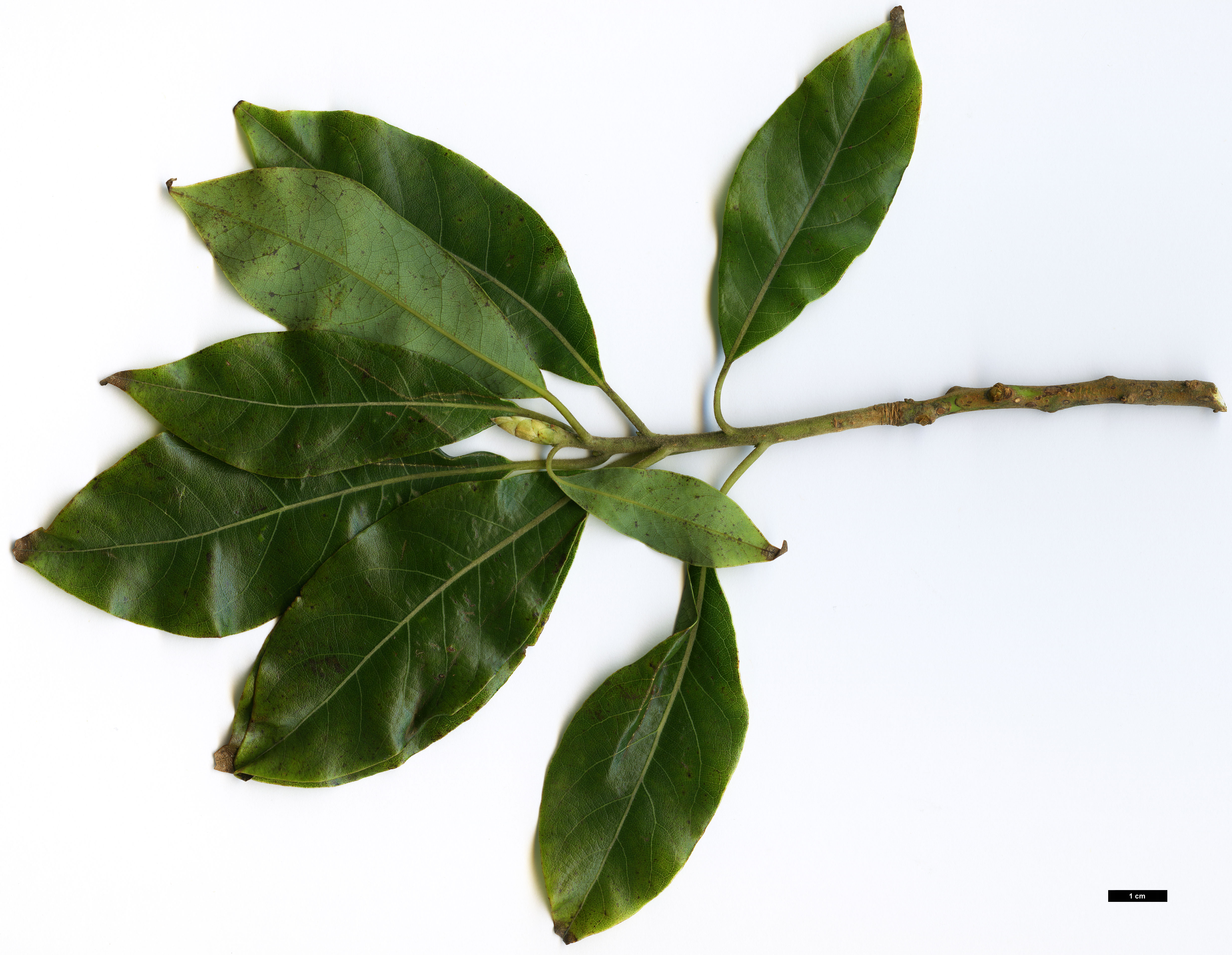 High resolution image: Family: Lauraceae - Genus: Dodecadenia - Taxon: grandiflora